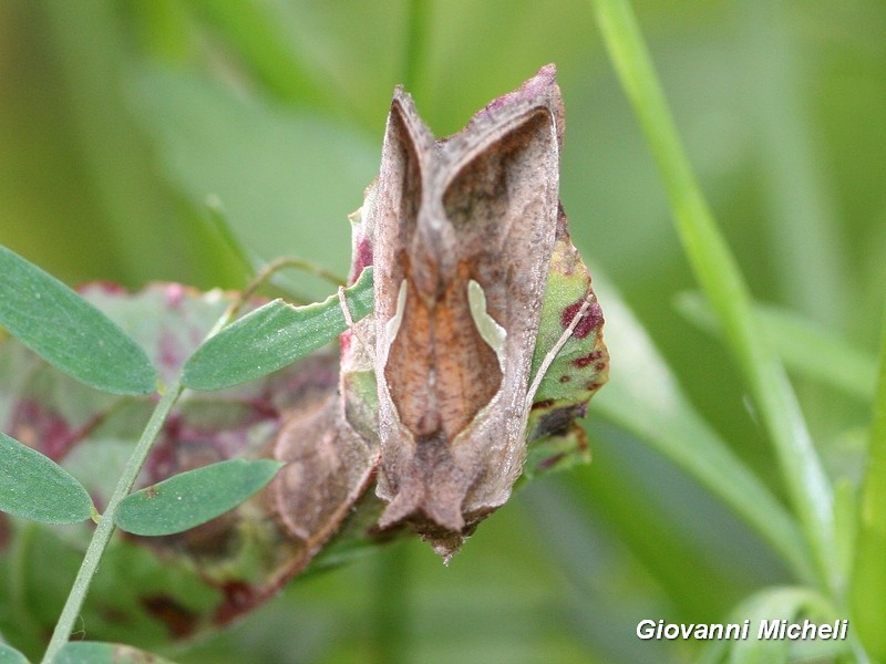 Autographa gamma e Macdunnoughia confusa